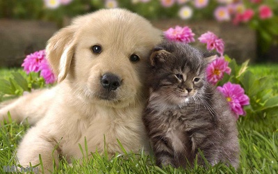 We Are Pet Friendly